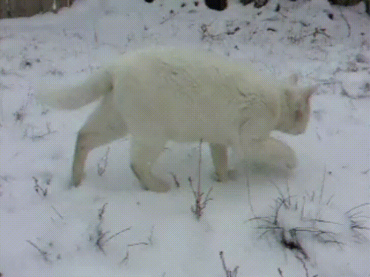 По алмазной скатерти снегов пробегают легкие ласки. Котики и снег гифки. Кошки бегают по снежным лабиринтам. Кот снег анимация. Кот атакует гиф.