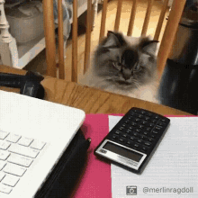 Angry Funny Cat GIFs