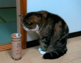 Peek A Boo Eyebleach Pop Goes The Weasel Gif On Gifer By Samuhn