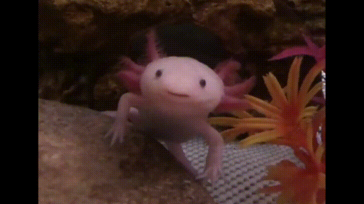 cute axolotl on Make a GIF