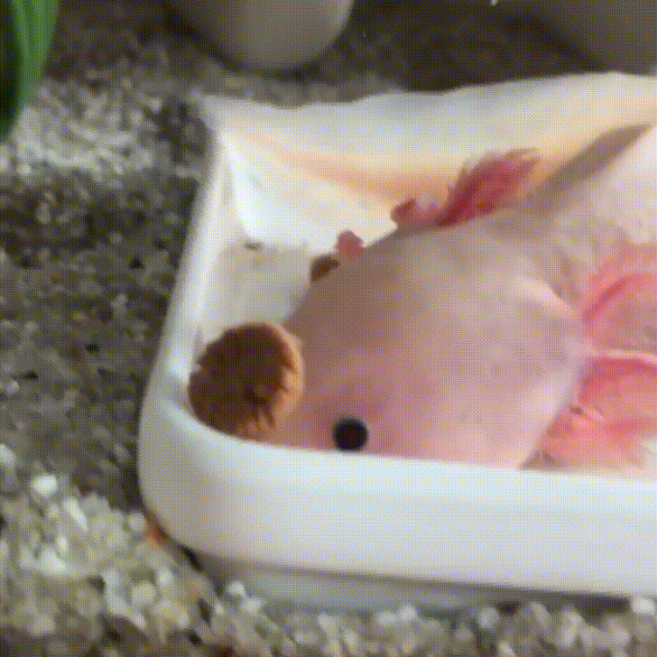 Reaction Time Axolotl Gif Find On Gifer