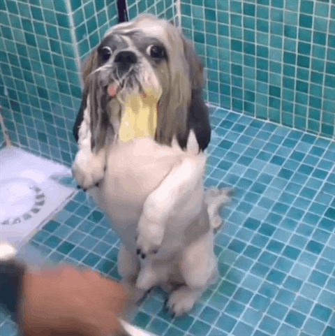 GIF reaction dog mood - animated GIF on GIFER - by Runeweaver