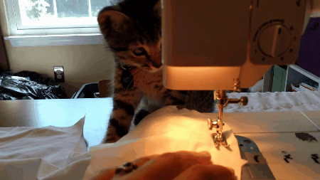 Cats help GIF on GIFER - by Cedora