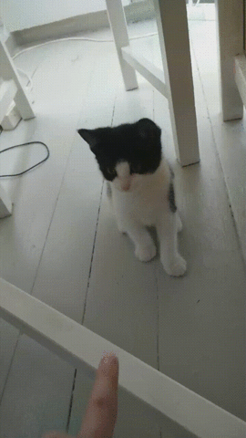 Xpost Tap Gif On Gifer By Modirus