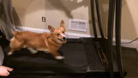 g2XW.gif
