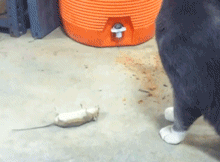 g2y3.gif