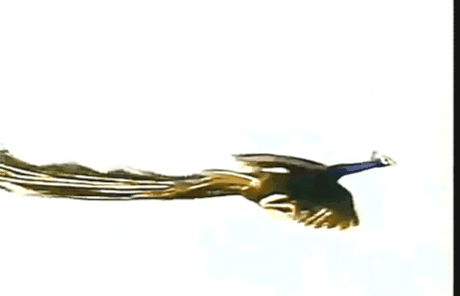 https://i.gifer.com/g38b.gif