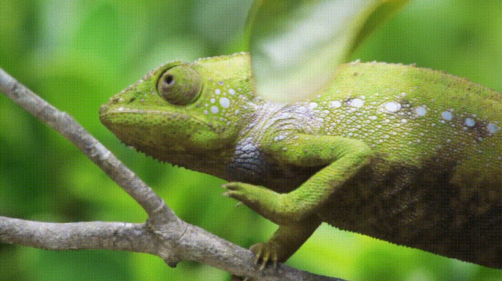 Cameleon GIFs - Get the best gif on GIFER