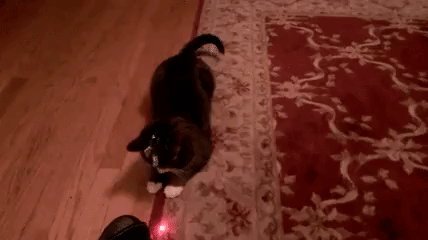 GIF cat laser pointer - animated GIF on GIFER - by Forcefire