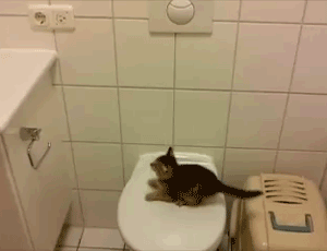 Tombe Fail Gif Sur Gifer Par Whitemoon