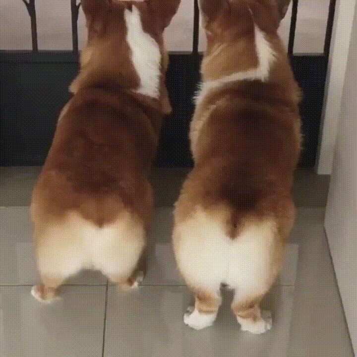 corgi booties