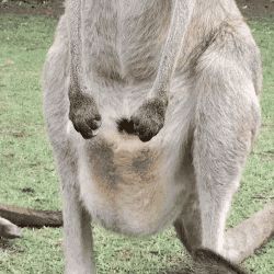Zoo Animal Porn Gifs - Kangaroo animals GIF on GIFER - by Moogujind