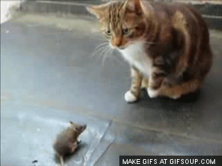 Réaction souris raton GIF sur GIFER - par Kazrabar