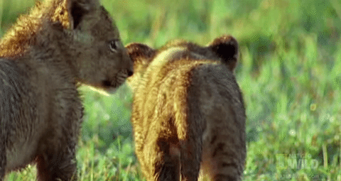 national geographic cute animals
