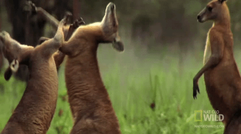 GIF fighting kangaroos national geographic - animated GIF on GIFER - by  Ducage
