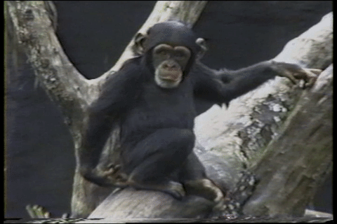 Monkey falling stinky GIF on GIFER - by Gogar