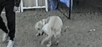 m3c.gif