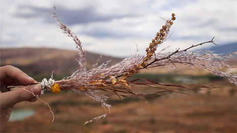 Ветер ветреный корень слова. Сухоцветы в пустыне. Синемаграфия цветы. Всемирный день ветра. Фотосессия с сухоцветами в пустыне.
