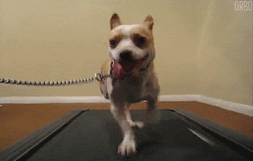 Treadmill exercise gift GIF - Find on GIFER