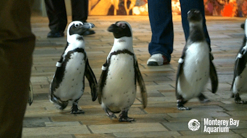 GIF penguin monterey bay aquarium penguins - animated GIF on GIFER - by  Direstaff