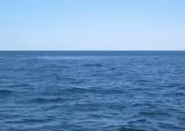 Humpback whale breaching