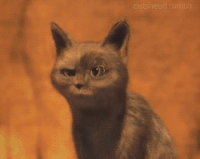 GIF surprised, oooh, cats shocked, best animated GIFs cat, animals, posing, shocked, free download puss in boots, 