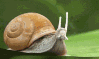 002b838035af03890cc6f9b3861c26b4_w200.gif