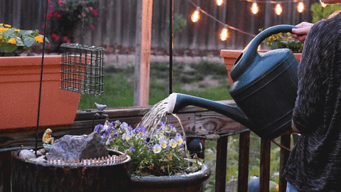Watering plants GIFs - Get the best gif on GIFER