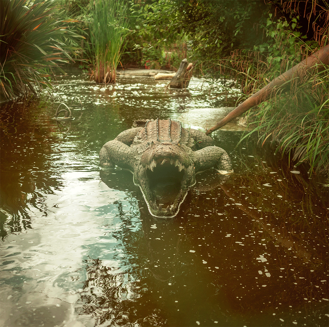 Alligator GIFs - Get the best gif on GIFER1080 x 1076