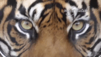 Eye Of The Tiger Gifs Get The Best Gif On Gifer