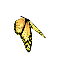 GIFs Butterfly GIF