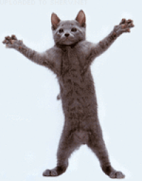 Кот гифки, анимированные GIF изображения кот - скачать гиф картинки на GIFER