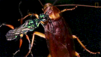 Cockroaches GIFs - Get the best gif on GIFER