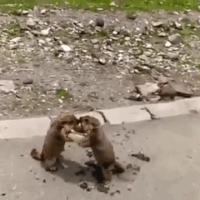Суслик гифки, анимированные GIF изображения суслик - скачать гиф ...