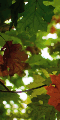 Falling Leaves Gifs Get The Best Gif On Gifer