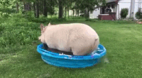 0a597dd0616a35e9e8922b1f42dd10f6_w200.gif