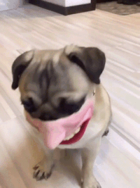 Funny Smile GIF - Funny Smile Best - Discover & Share GIFs