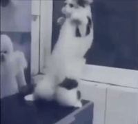 Танцующий кот гифки, анимированные GIF изображения танцующий кот ...
