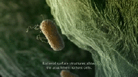 Microbiology GIFs - Get the best gif on GIFER
