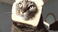 Toast GIFs - Get the best gif on GIFER