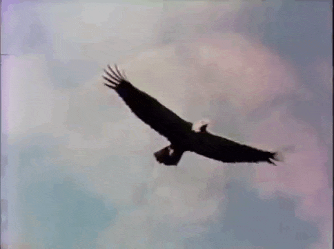 Eagles GIFs - Get the best gif on GIFER