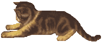 Кот дремот анимация. Кошка анимация на прозрачном фоне. анимированные кошки на прозрачном фоне. гифки кошки на прозрачном фоне. анимированный кот на прозрачном фоне.