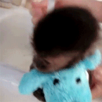 Cute Baby Monkey Gifs Get The Best Gif On Gifer