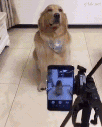 Puppy camera cute GIF - Find on GIFER