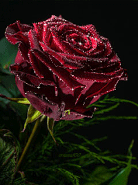 Chocolate rose GIFs - Get the best gif on GIFER