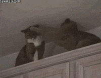 Cat fighting cats GIF on GIFER - by Nikojora