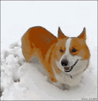 Snowball GIFs - Get the best gif on GIFER
