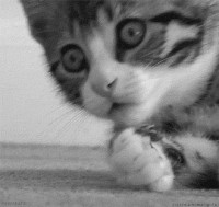 Image result for cat introduction process steps - Cat Introduction Process Steps