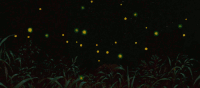 Fireflies GIFs Get the best gif on GIFER