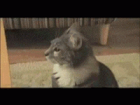 GIF cat, shocked, cats, best animated GIFs reaction, free download